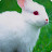 Minik tavşan Beyaz