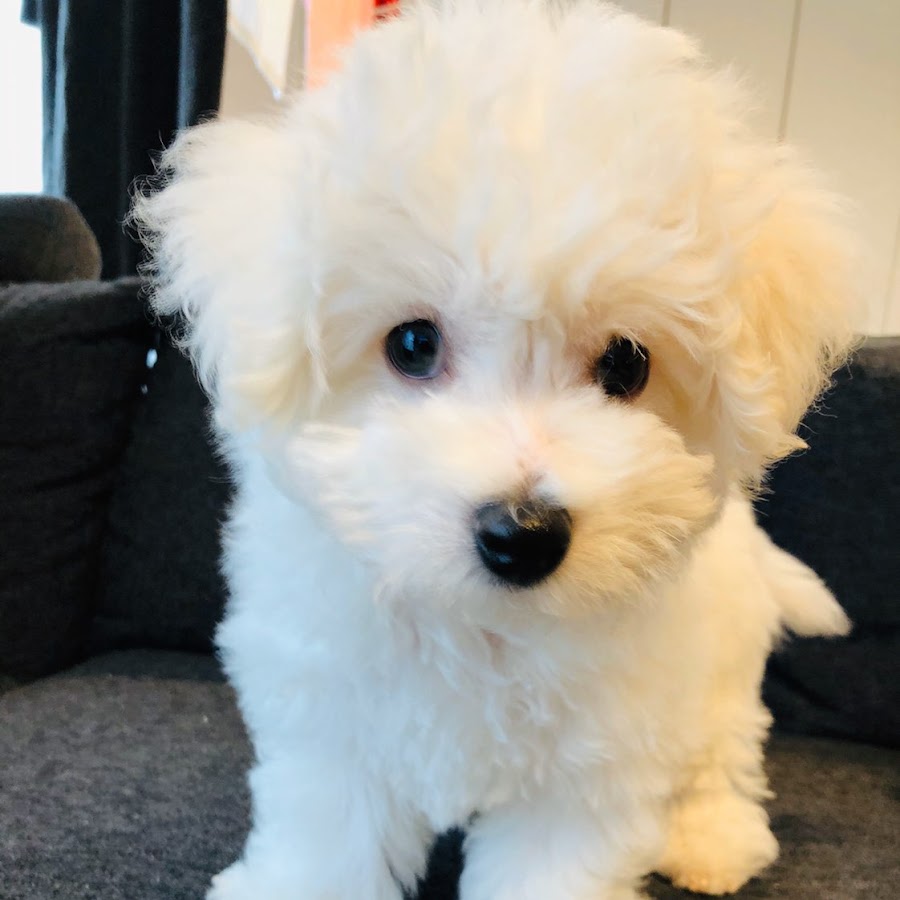 おかゆ日記 ビションフリーゼ Youtube