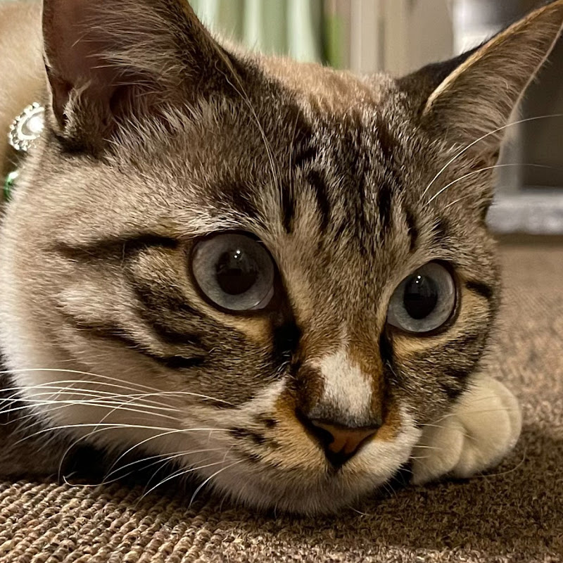 猫のネル Youtubeランキング