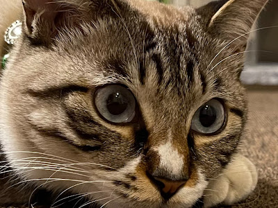 選択した画像 シャムトラ 性格 156534-シャムトラ 性格