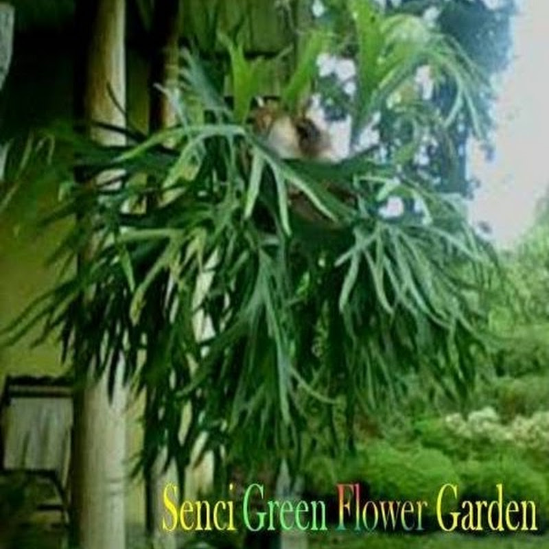 Senci Green Flower Garden