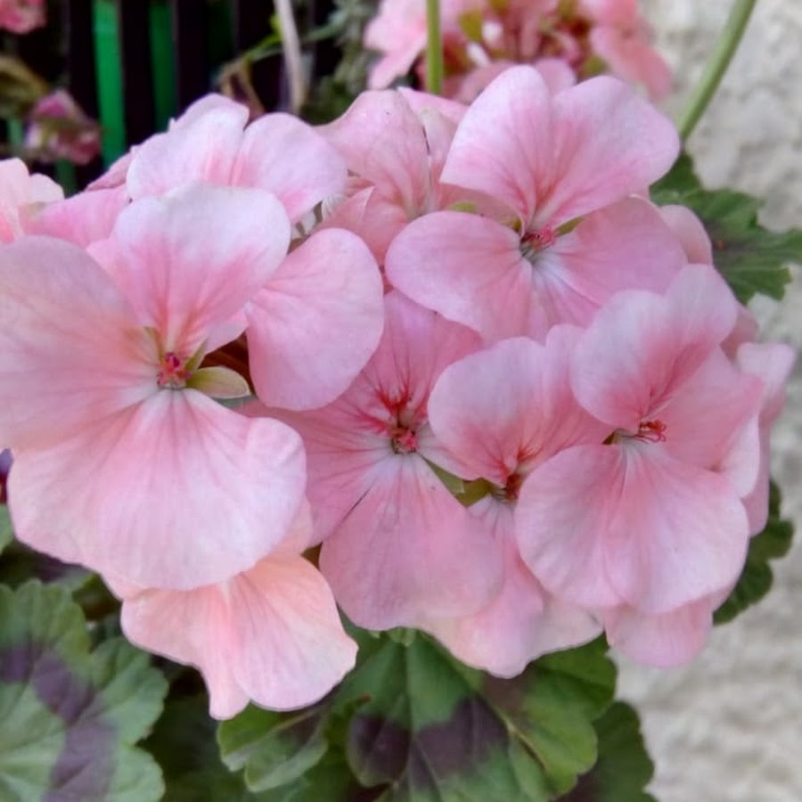 My Experience With Gardening Youtube