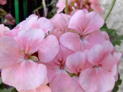 [最も選択された] geranium horizon apple blossom 155996-Pelargonium 'horizon apple blossom' f1