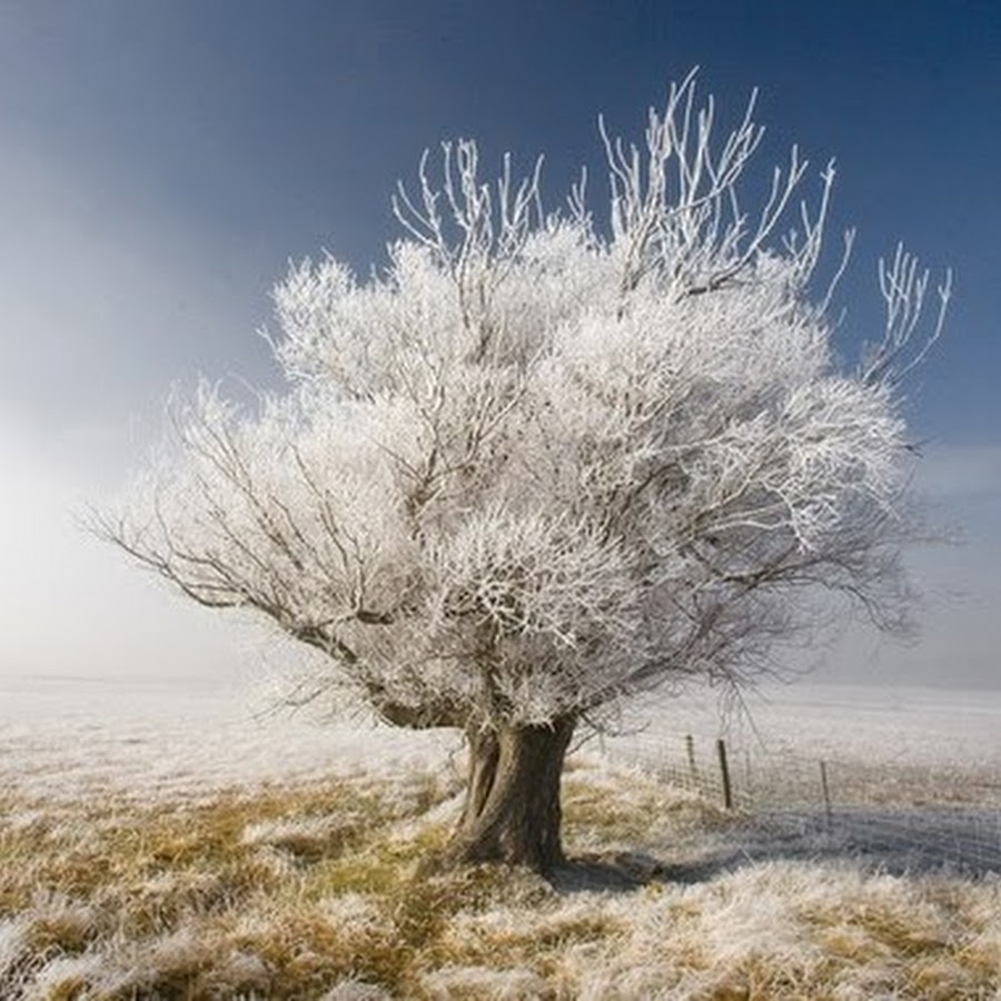 Видео белые деревья. Белоснежное дерево. Белое дерево растение. Древо зим. Хрустальные деревья цветут