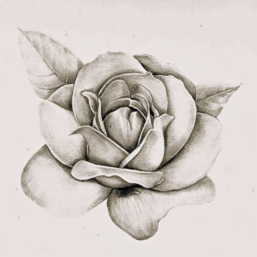 цветы для срисовывания легкие. эскизы карандашом. роза эскиз легкий. карандашом цветы реалистично. робзи рисунок карандашом.