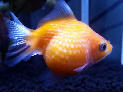 200以上 金魚 可愛い 367869-金魚 可愛いイラスト