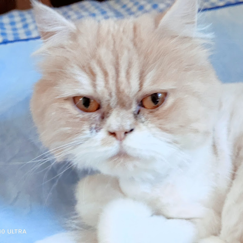 何偲維 - 網紅的藏寶箱 