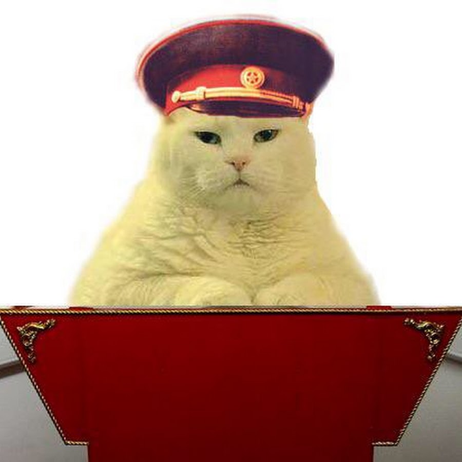 Создать мем "cat, meme, dank meme" - Картинки - Meme-arsenal.com
