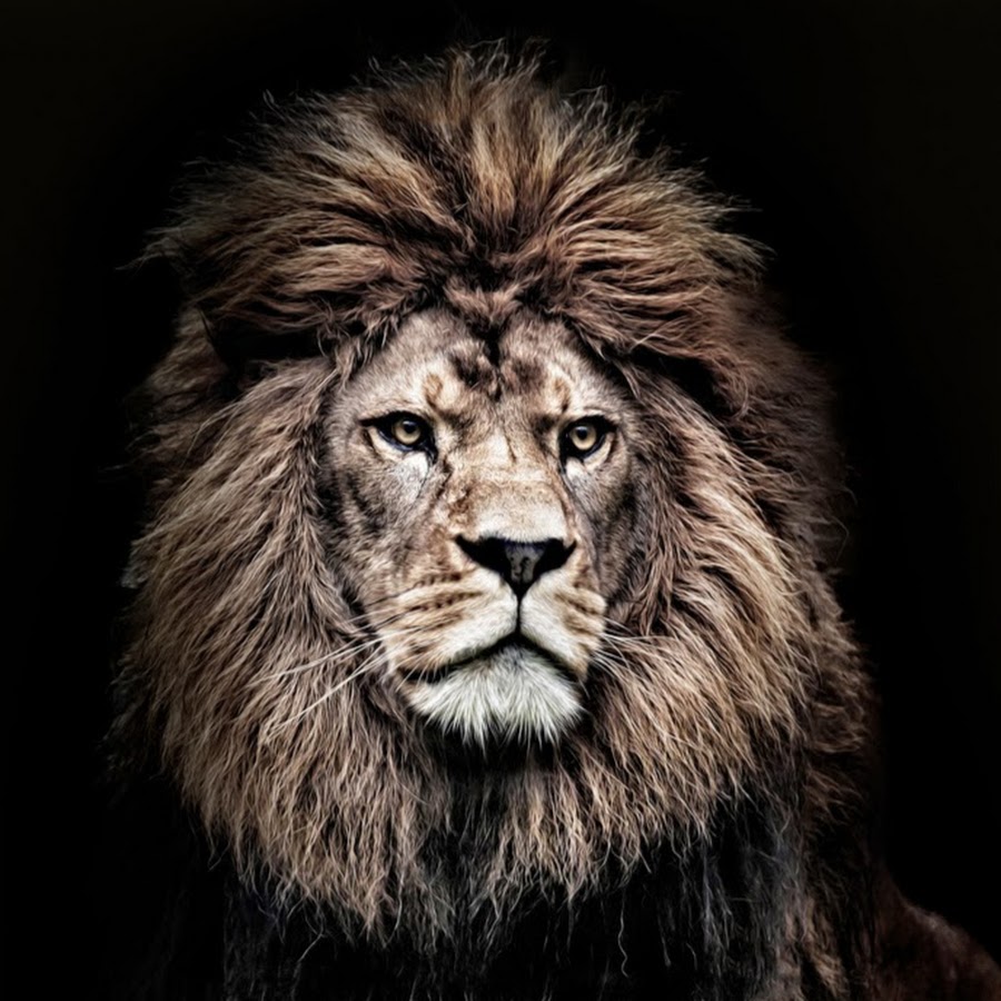 львы картинки со смыслом