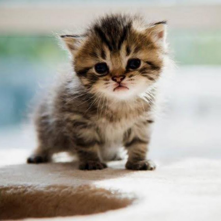 Котики фото купить