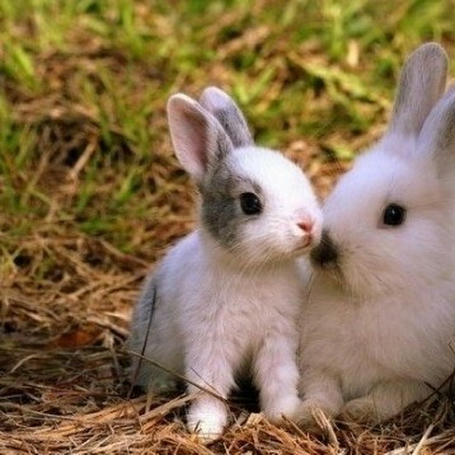Большие и маленькие кролики. Заяц с зайчонком. Зайчиха с зайчонком. Два кролика. Маленькие кролики.