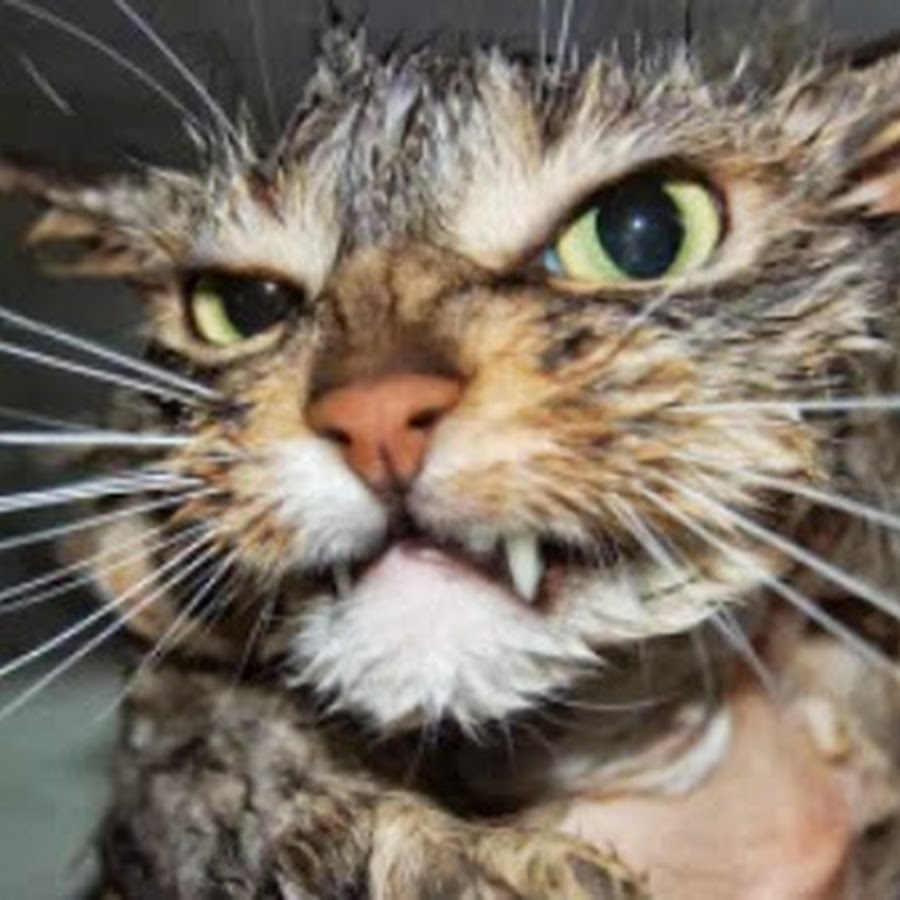 Parole De Chat Youtube