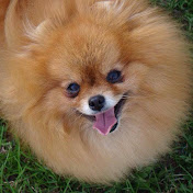 Antalya Kopek Ciftligi Yavru Kopek Antalya 05322073564 05322044517 Youtube