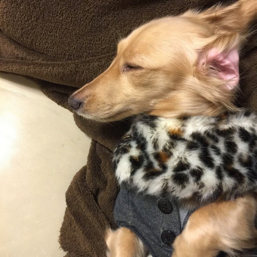 犬の学校わんstepドッグトレーナーましま たいち Youtube