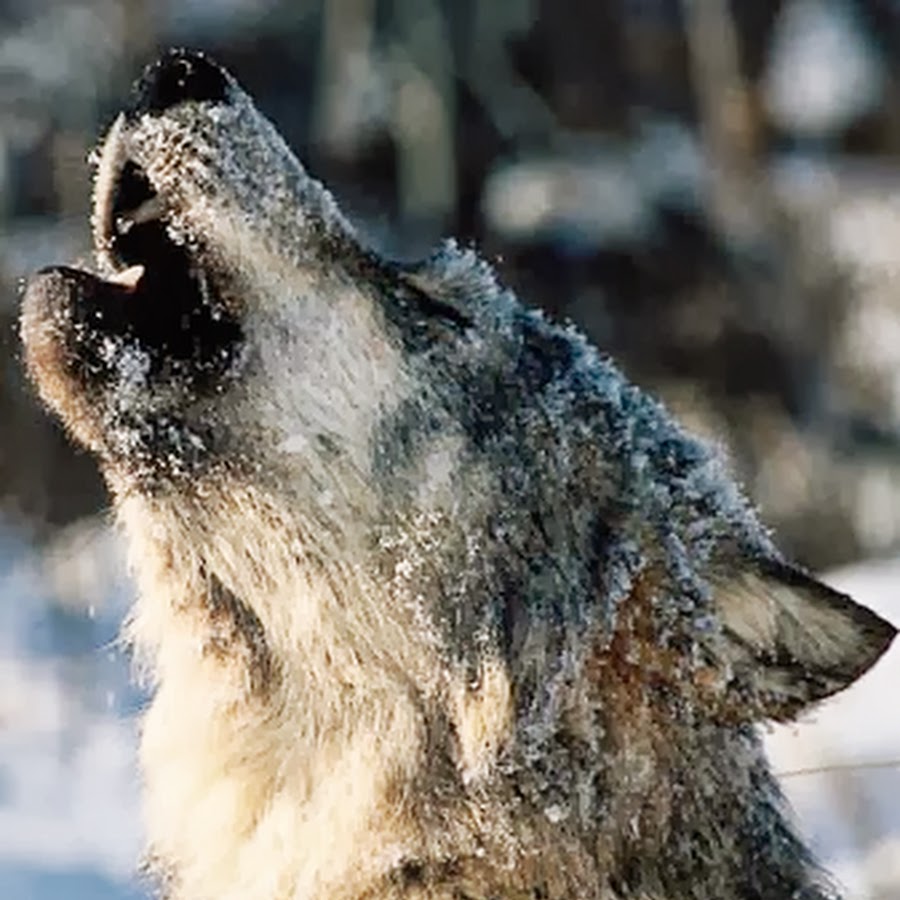 Ms wolf. 11 Февраля Волчий день.