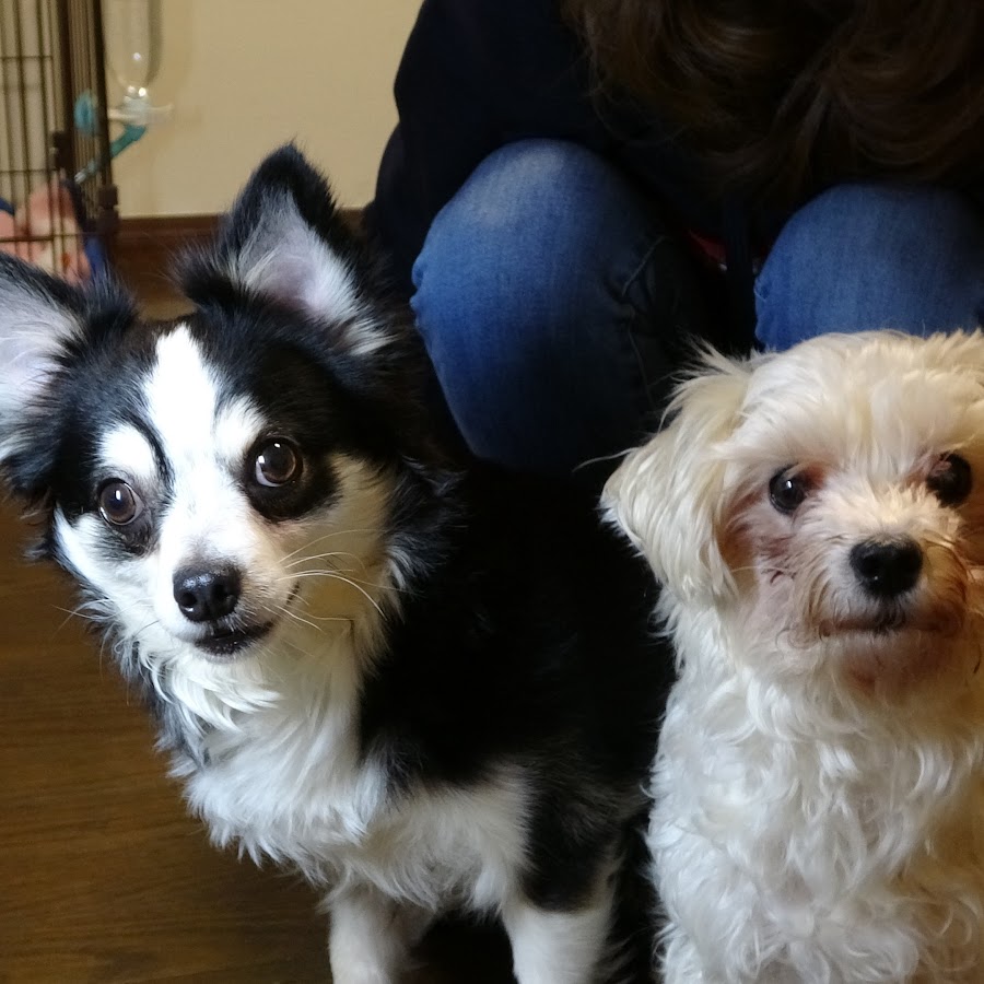 犬のご飯を考えるチャンネル Youtube