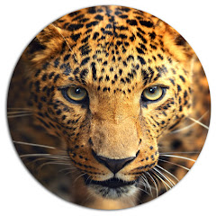 Leopard - Cheetah Channel