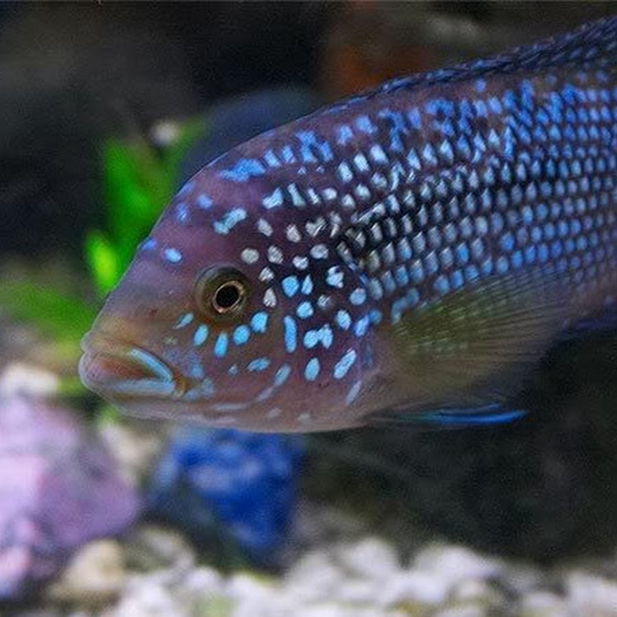 Брахигобиус бычок пчелка. Цихлазома пчелка. Цихлазома восьмиполосая. Пецилия макулатус. Аквариумная пчелка.