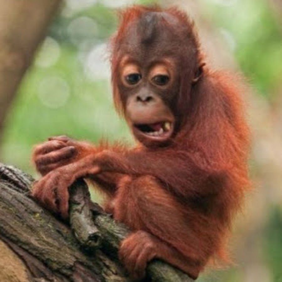 милые обезьянки. маленькая обезьянка. маленькие обезьяны. видео про обезьян. видео про обезьян.