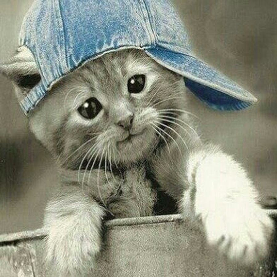 Котенок в кепочке