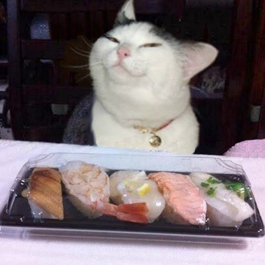 Котики и роллы