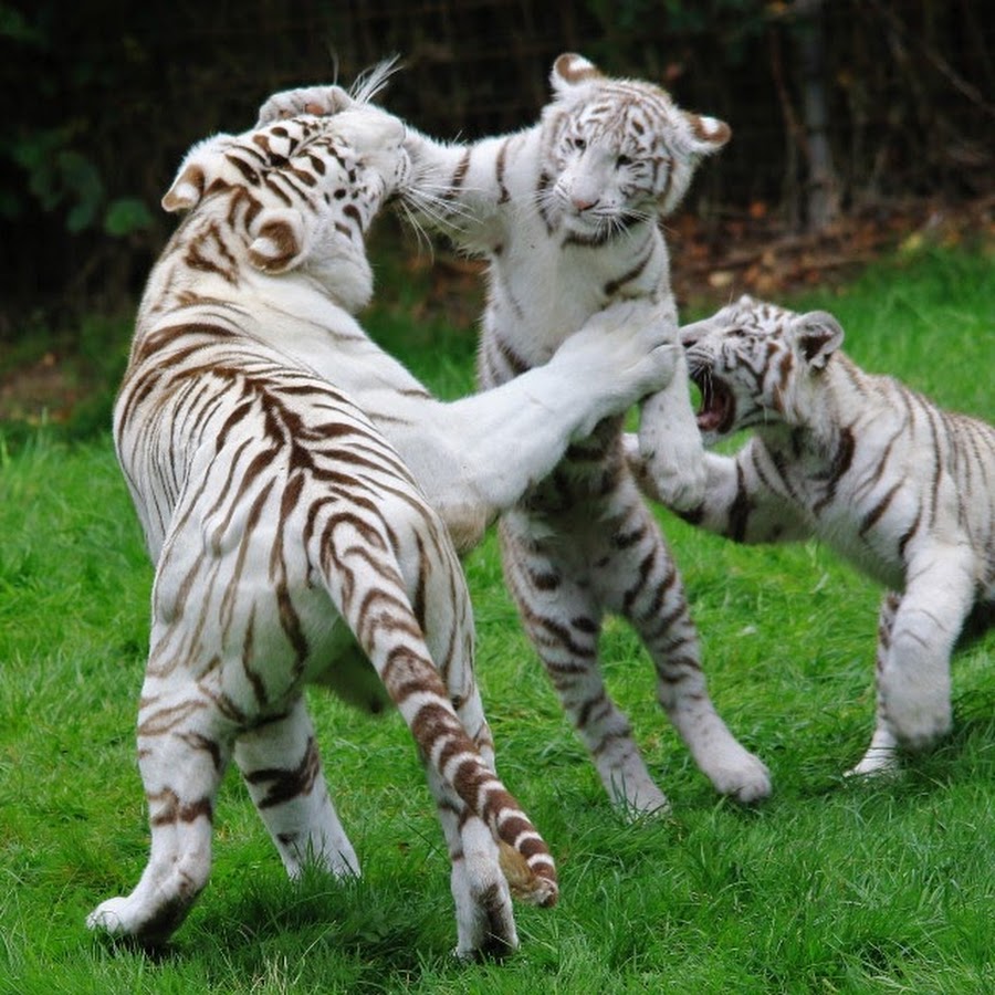 Названия видов тигров. Золотой тигр альбинос. Бенгальский тигр альбинос. Белый Тигренок. Редкие тигры.