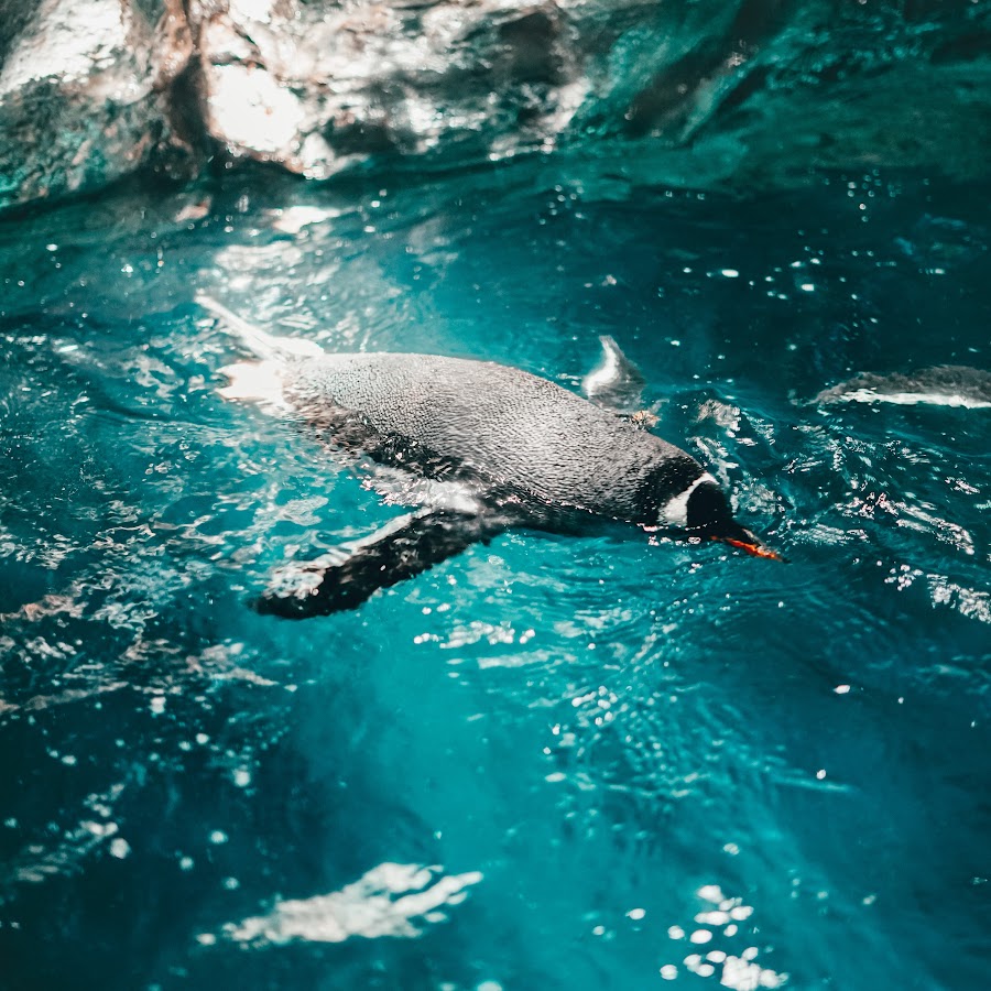 鶴見悠人 Youtube