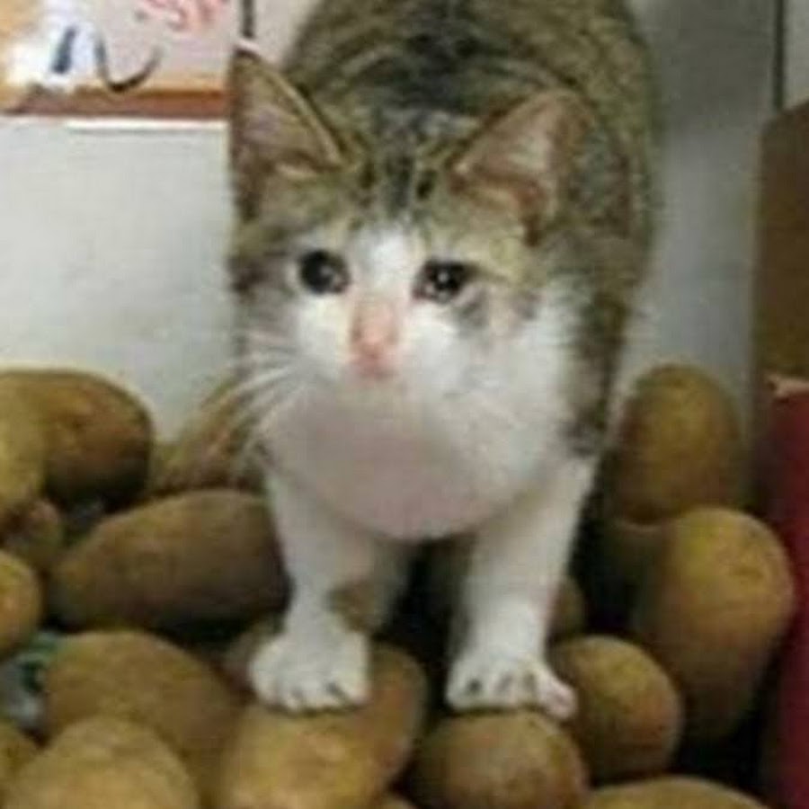 Крошка картошька