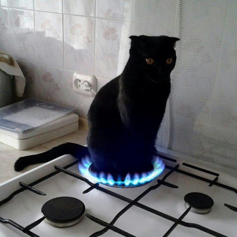 Кот на плите