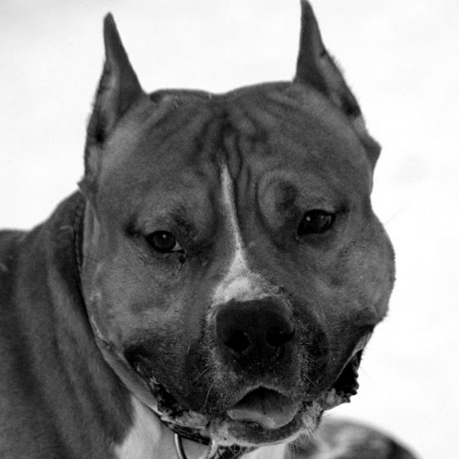 фаэтон 201. стаффорд брату в бричку. фаэтон гужевой. лорд стаффорд. карета с лошадью.