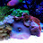 Bongos Reef Avatar