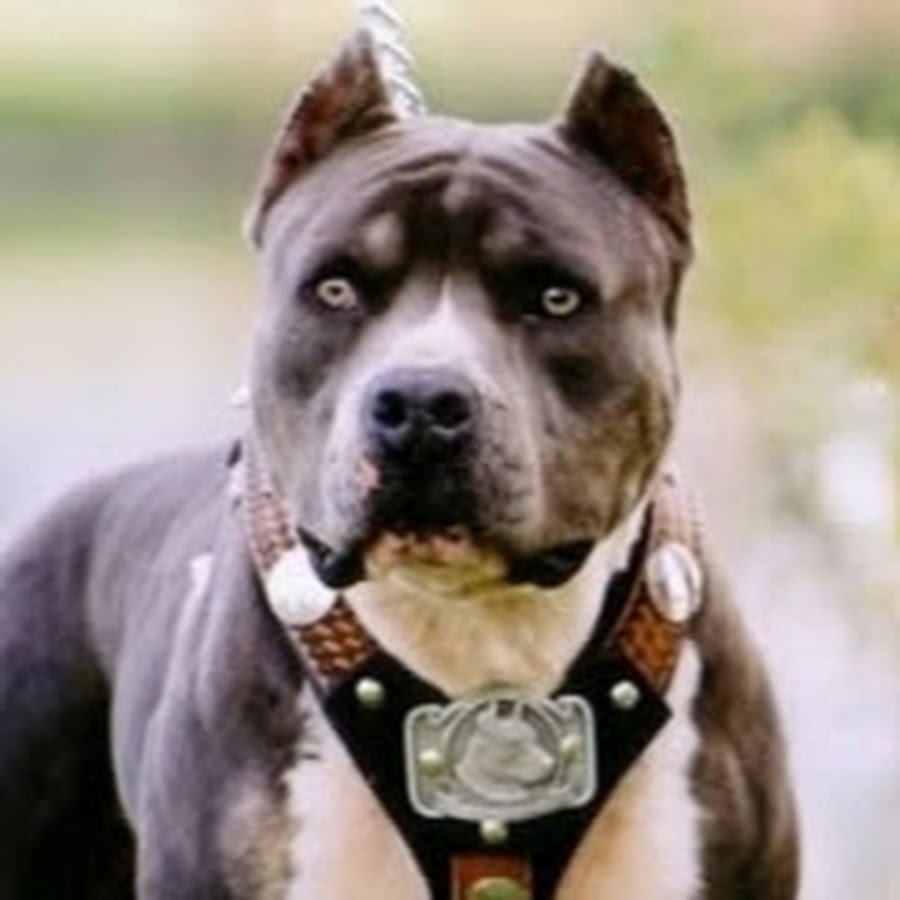 Хочу питбуля. Питбуль крыса питбуль. Стаффордширский терьер и питбуль. Хочу питбуля. Американский стаффордширский терьер злой.