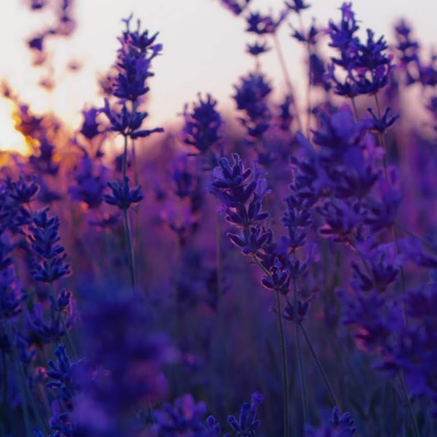 Фиолетовые картинки для виджетов