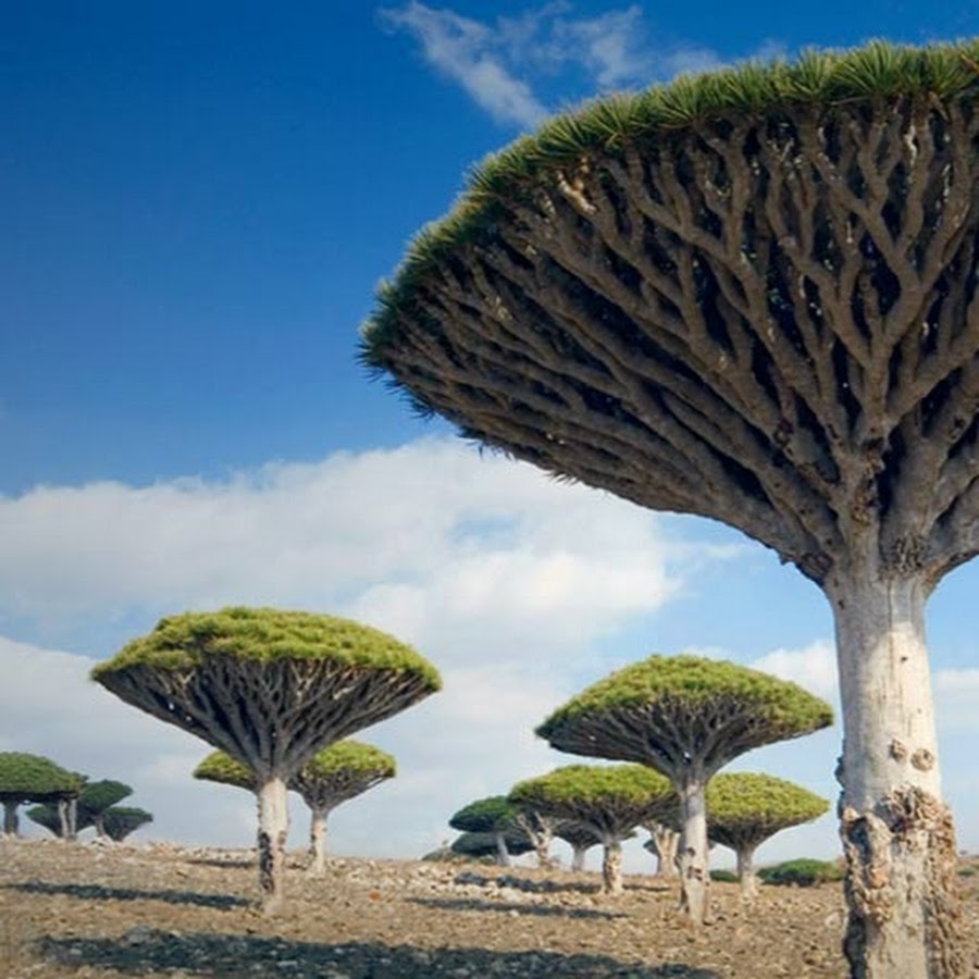 Самое редкое дерево в мире