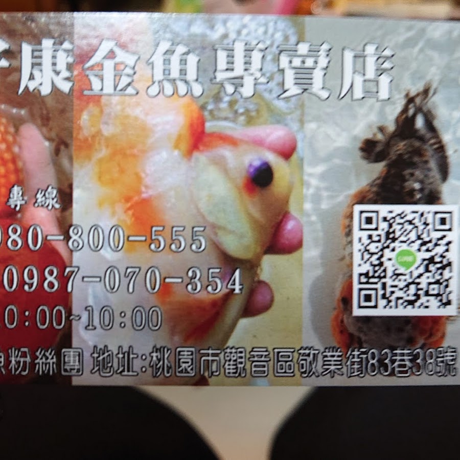 金魚專賣店 好康金魚 Youtube