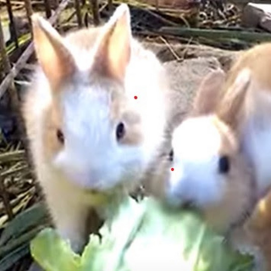 Kawaii Usagi Rabbit Tv Youtube