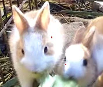 √1000以上 うさぎ 雑草 食べられる 335977