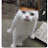 ᴖᴥ ̇ ᴖᴥ ̇