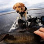 The Blueberry Fishing Network - @LeGrandBleuet YouTube Profile Photo
