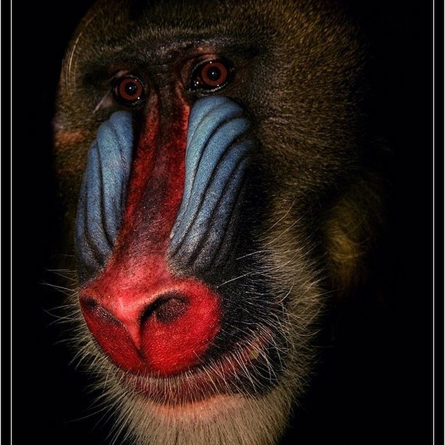 Антропоморфный Мандрил