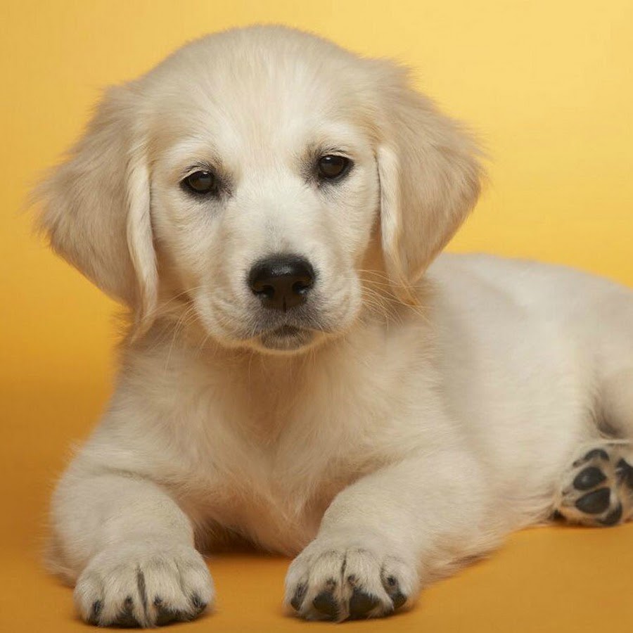 30 лет собаки. Домашняя собака. Ретривер белый. Золотистый ретривер белого окраса. Золотистый ретривер щенок 2 месяца.