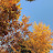 forest_04
