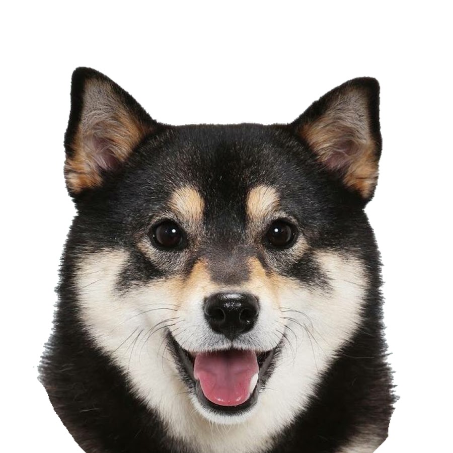 黒柴acochannel Youtube