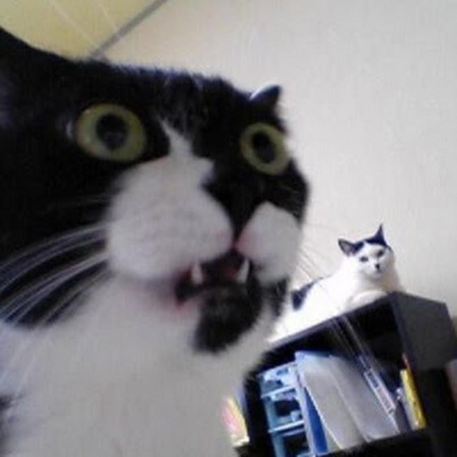 Итс кот. Its beautiful мем. Кот со значком загрузки. Итс кот. Котик пин.