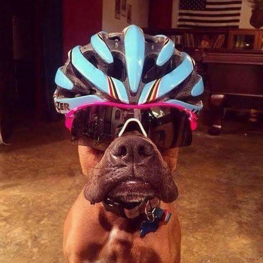 Фото приколы 2024. Крутая собака. Прикольные шлемы. Крутые смешные фото. Собака в каске.