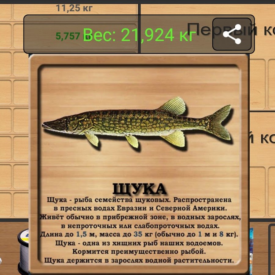 На что ловить щуку в реальной рыбалке