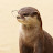 수달님Otter
