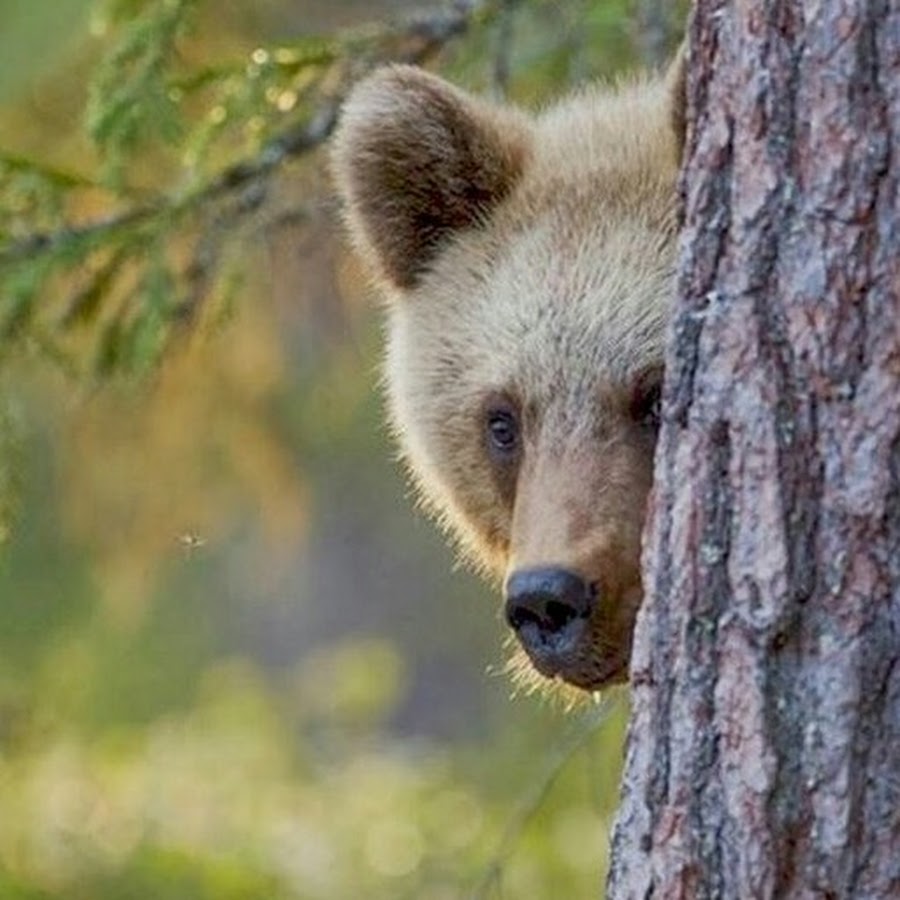 Медведь выглядывает. Медведь в лесу. Медвежонок выглядывает из-за дерева. Медвежонок прячется за деревом.
