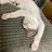 강마