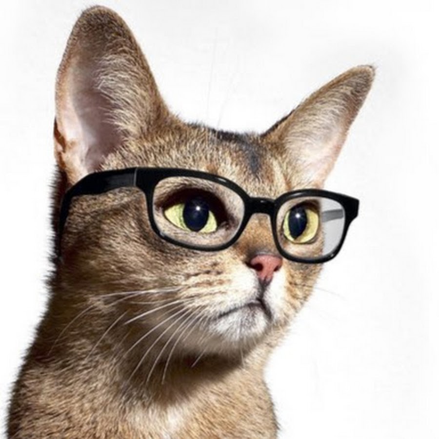 Ha4to cat залайкайте. Friend maker cat. Аватар мейкер пара котиков. Kitty keeper cat collector. Ha4to cat залайкайте.